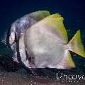 Batavia Batfish (Platax batavianus)