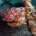 Reef Stonefish (Synanceia Verrucosa)