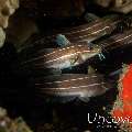Striped Catfish (Plotosus lineatus)