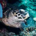 Hawksbill Sea Turtle (Eretmochelys imbricata), photo taken in Indonesia, Bali, Amed, Pyramids