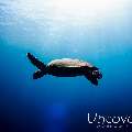 Hawksbill Sea Turtle (Eretmochelys imbricata), photo taken in Indonesia, Bali, Amed, Pyramids