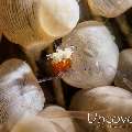 Mushroom coral shrimp (Cuapetes kororensis), photo taken in Philippines, Batangas, Anilao, El Pinoy