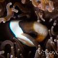 Clownfish, photo taken in Philippines, Batangas, Anilao, El Pinoy