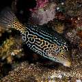 Reticulate Boxfish (Ostracion solorensis)