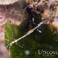 Skeleton Shrimp (Caprellidae), photo taken in Philippines, Batangas, Anilao, Secret Bay