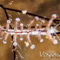 Nudibranch, photo taken in Philippines, Batangas, Anilao, Secret Bay