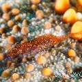 Sea star shrimp (Zenopontonia soror), photo taken in Philippines, Batangas, Anilao, Arthur's Rock
