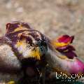 Flamboyant Cuttlefish (Metasepia pfefferi), photo taken in Philippines, Batangas, Anilao, Mato Point