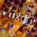 Coleman’s shrimp (Periclimenes colemani)