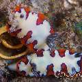 Nudibranch, photo taken in Philippines, Batangas, Anilao, Mato Point