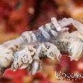 Anker's Whip Coral Shrimp (Pontonides ankeri), photo taken in Philippines, Batangas, Anilao, Mato Point