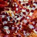 Coleman’s shrimp (Periclimenes colemani), photo taken in Philippines, Batangas, Anilao, Mato Point