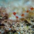 Banded Coral Shrimp (Stenopus hispidus), photo taken in Philippines, Batangas, Anilao, Balanoy