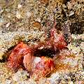 Giant Mantisshrimp, photo taken in Philippines, Batangas, Anilao, Balanoy