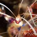 Banded Coral Shrimp (Stenopus hispidus), photo taken in Philippines, Batangas, Anilao, Balanoy