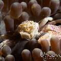 Spotted porcelain crab (Neopetrolisthes maculatus), photo taken in Philippines, Batangas, Anilao, Minilot