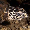 Hawksbill Sea Turtle (Eretmochelys imbricata), photo taken in Philippines, Batangas, Anilao, Dakeda