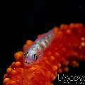 Whip Coral Goby (Bryaninops Yongei), photo taken in Philippines, Batangas, Anilao, Dead Palm