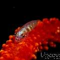 Whip Coral Goby (Bryaninops Yongei), photo taken in Philippines, Batangas, Anilao, Dead Palm