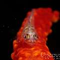 Whip Coral Goby (Bryaninops Yongei), photo taken in Philippines, Batangas, Anilao, Dead Palm