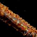 Whip Coral Goby (Bryaninops Yongei), photo taken in Philippines, Batangas, Anilao, Dead Palm
