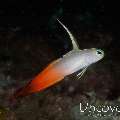 Fire Dartfish (Nemateleotris magnifica)