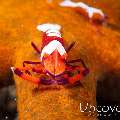 Emperor Shrimp (Periclimenes imperator), photo taken in Philippines, Batangas, Anilao, Secret Garden