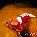 Emperor Shrimp (Periclimenes imperator), photo taken in Philippines, Batangas, Anilao, Secret Garden