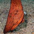 Juvenile, Orbicular Batfish (Platax orbicularis)