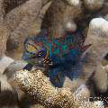 Mandarin Goby (Synchiropus Splendidus)