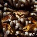 Spotted porcelain crab (Neopetrolisthes maculatus), photo taken in Philippines, Batangas, Anilao, Dakeda