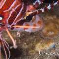 Spotfin Lionfish (Pterois antennata)