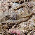 Lilliput longarm octopus (Macrotritopus defilippi)