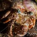 Hermit Crab, photo taken in Philippines, Batangas, Anilao, Dakeda