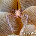 Bubble Coral Shrimp (Vir philippinensis)