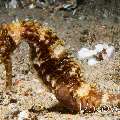Thorny Seahorse (Hippocampus histrix)