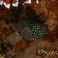 Whitespotted boxfish (Ostracion meleagris)