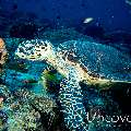 Hawksbill Sea Turtle (Eretmochelys imbricata), photo taken in Maldives, Male Atoll, South Male Atoll, Cocoa Thila