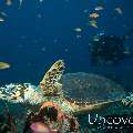 Hawksbill Sea Turtle (Eretmochelys imbricata), photo taken in Maldives, Male Atoll, South Male Atoll, Cocoa Thila