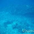 Grey Reefshark (Carcharhinus amblyrhynchos), photo taken in Maldives, Male Atoll, South Male Atoll, Cocoa Thila