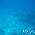 Grey Reefshark (Carcharhinus amblyrhynchos), photo taken in Maldives, Male Atoll, South Male Atoll, Cocoa Thila