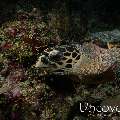 Hawksbill Sea Turtle (Eretmochelys imbricata), photo taken in n/a, n/a, n/a, n/a