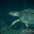 Hawksbill Sea Turtle (Eretmochelys imbricata), photo taken in n/a, n/a, n/a, n/a