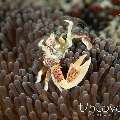 Spotted porcelain crab (Neopetrolisthes maculatus), photo taken in n/a, n/a, n/a, n/a