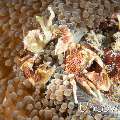 Spotted porcelain crab (Neopetrolisthes maculatus), photo taken in n/a, n/a, n/a, n/a