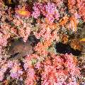 Coral, Giant Moray (Gymnothorax javanicus)