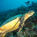 Hawksbill Sea Turtle (Eretmochelys Imbricata)