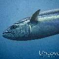 Dogtooth Tuna (Gymnosarda unicolor)