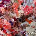 Banded Coral Shrimp (Stenopus hispidus), photo taken in Maldives, Male Atoll, South Male Atoll, Kuda Giri