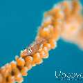 Whip Coral Goby (Bryaninops Yongei), photo taken in Maldives, Male Atoll, South Male Atoll, Horah Giri